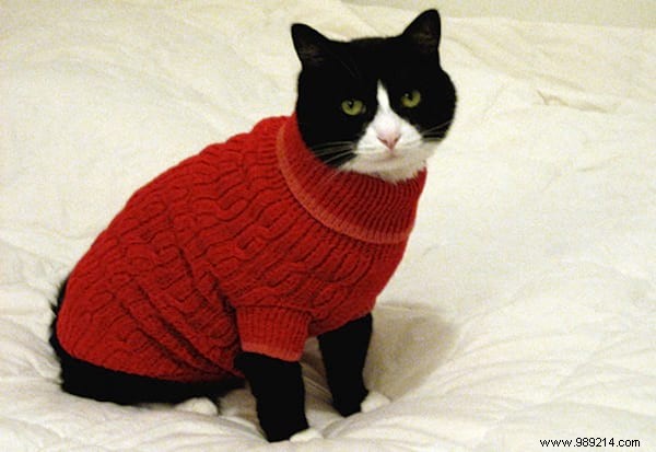 108 Photos of Cats With Their Cute Little Sweaters. 