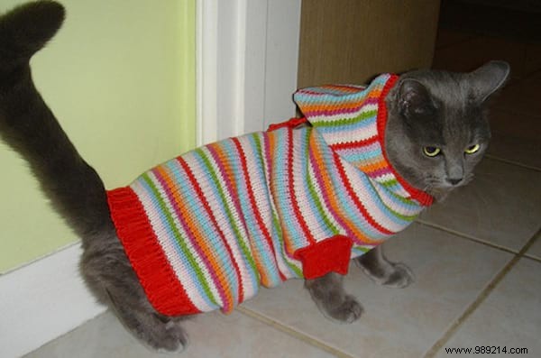 108 Photos of Cats With Their Cute Little Sweaters. 