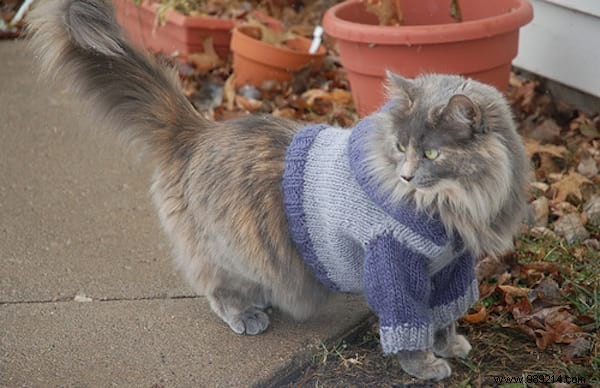 108 Photos of Cats With Their Cute Little Sweaters. 