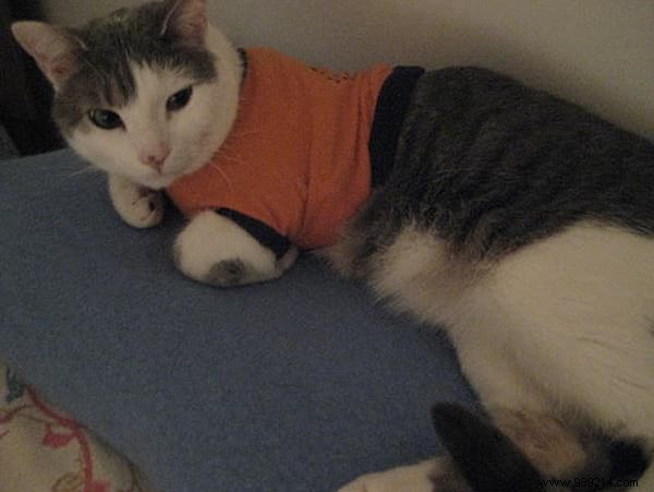 108 Photos of Cats With Their Cute Little Sweaters. 