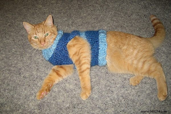 108 Photos of Cats With Their Cute Little Sweaters. 