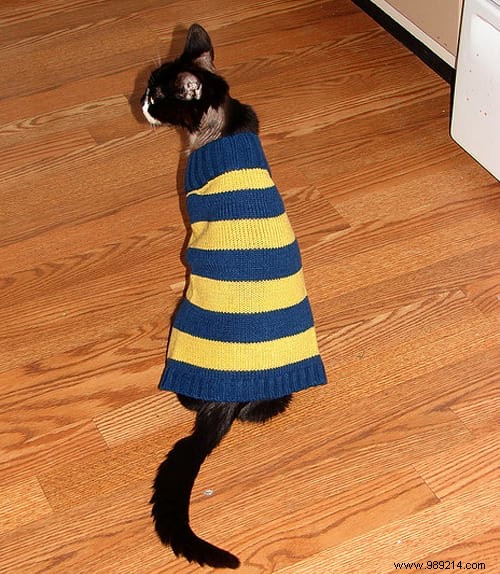 108 Photos of Cats With Their Cute Little Sweaters. 