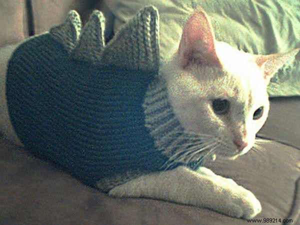 108 Photos of Cats With Their Cute Little Sweaters. 