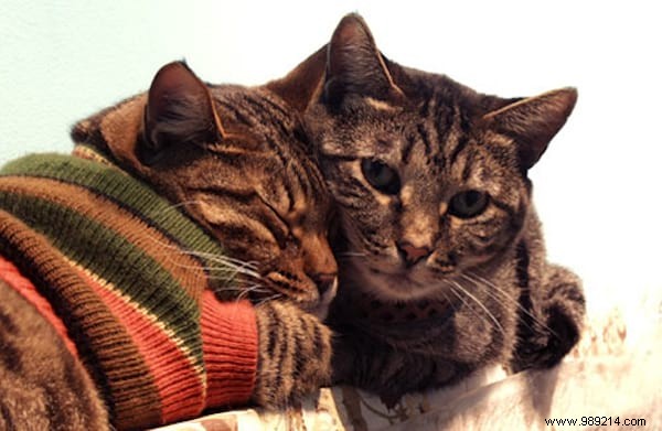 108 Photos of Cats With Their Cute Little Sweaters. 