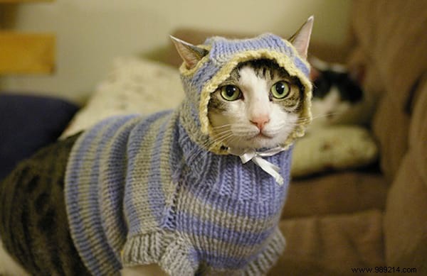 108 Photos of Cats With Their Cute Little Sweaters. 