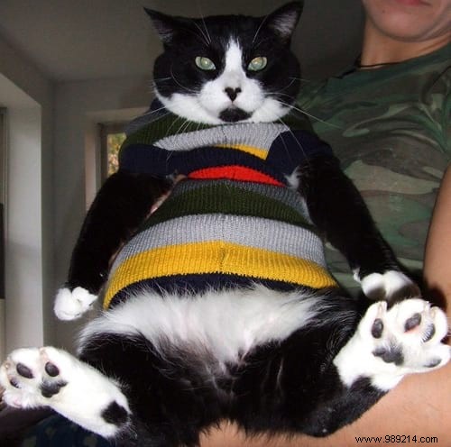 108 Photos of Cats With Their Cute Little Sweaters. 