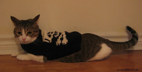 108 Photos of Cats With Their Cute Little Sweaters. 