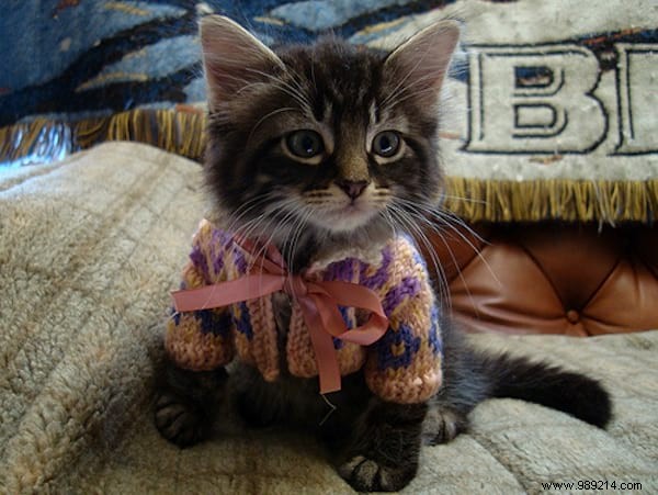 108 Photos of Cats With Their Cute Little Sweaters. 