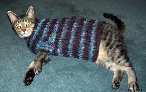 108 Photos of Cats With Their Cute Little Sweaters. 