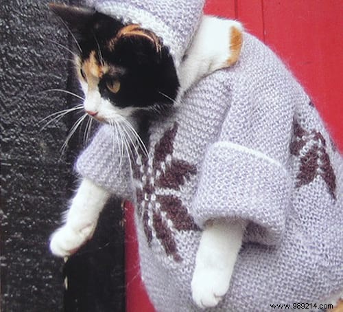 108 Photos of Cats With Their Cute Little Sweaters. 