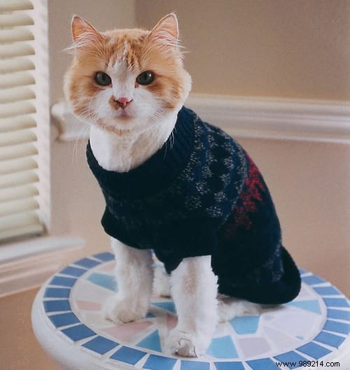 108 Photos of Cats With Their Cute Little Sweaters. 