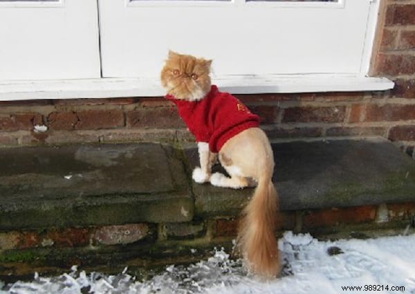 108 Photos of Cats With Their Cute Little Sweaters. 