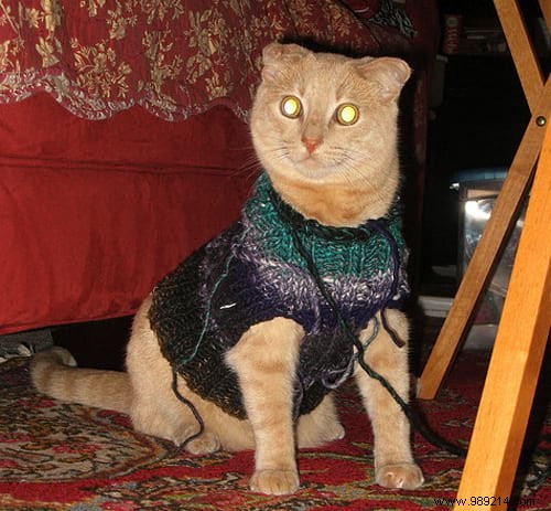 108 Photos of Cats With Their Cute Little Sweaters. 