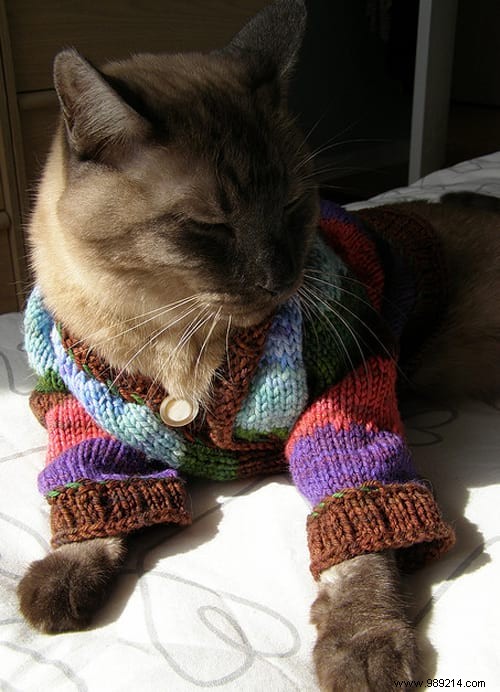 108 Photos of Cats With Their Cute Little Sweaters. 