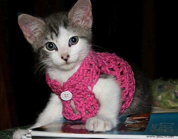 108 Photos of Cats With Their Cute Little Sweaters. 