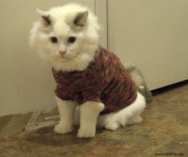 108 Photos of Cats With Their Cute Little Sweaters. 