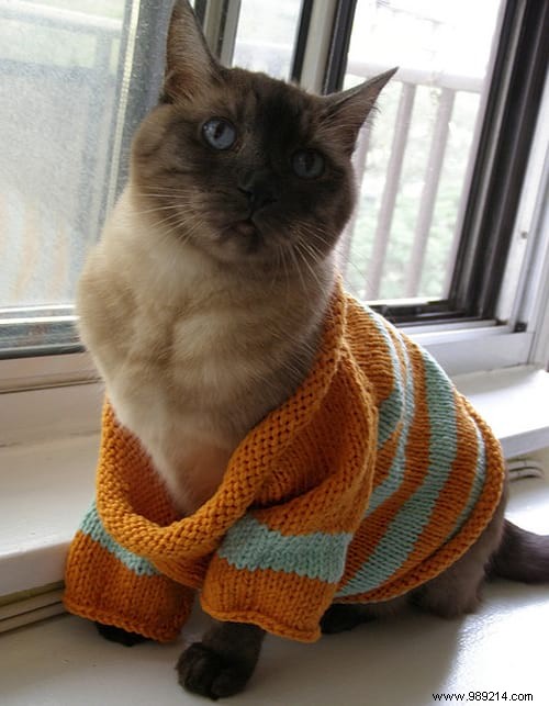 108 Photos of Cats With Their Cute Little Sweaters. 