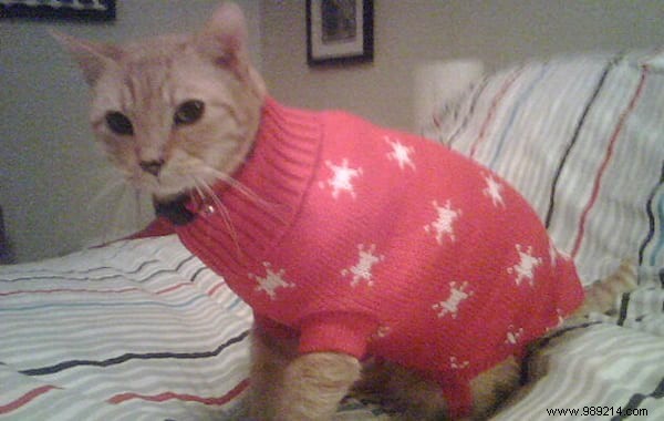 108 Photos of Cats With Their Cute Little Sweaters. 