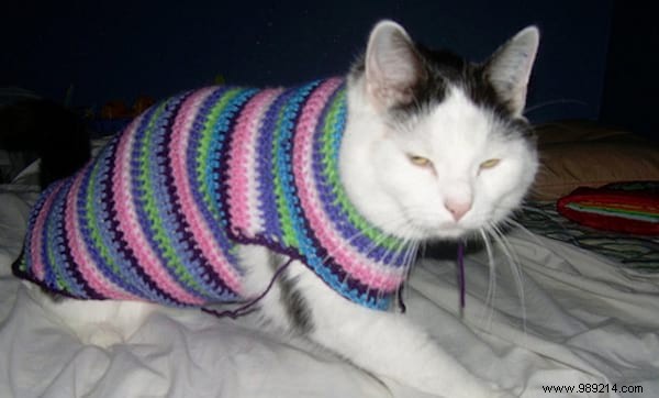 108 Photos of Cats With Their Cute Little Sweaters. 