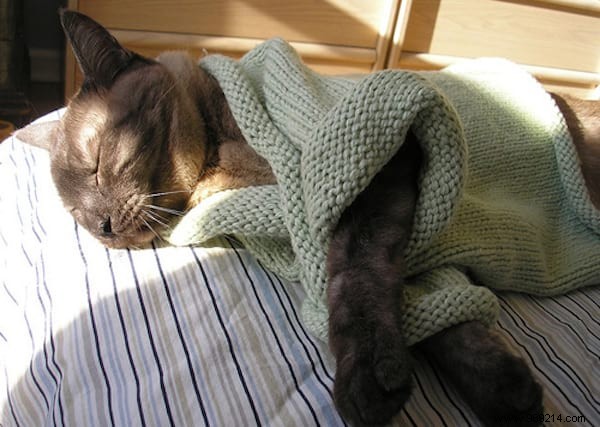 108 Photos of Cats With Their Cute Little Sweaters. 