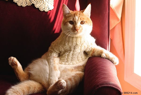 108 Photos of Cats With Their Cute Little Sweaters. 