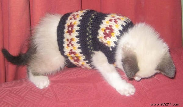 108 Photos of Cats With Their Cute Little Sweaters. 