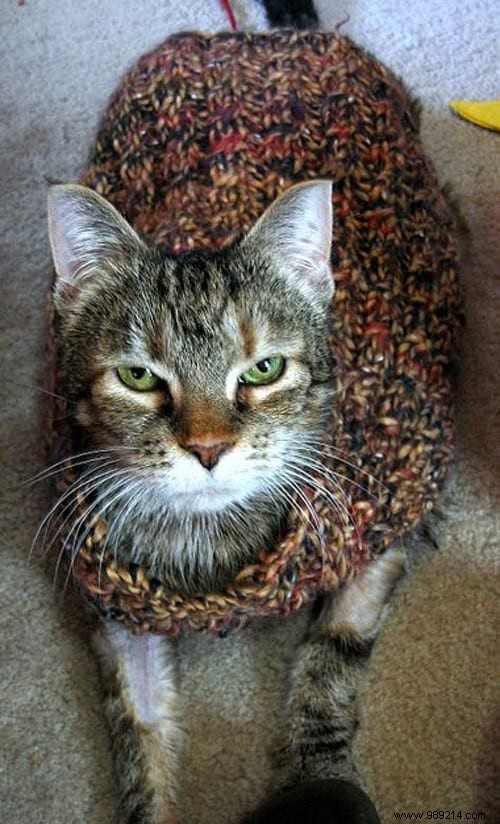 108 Photos of Cats With Their Cute Little Sweaters. 