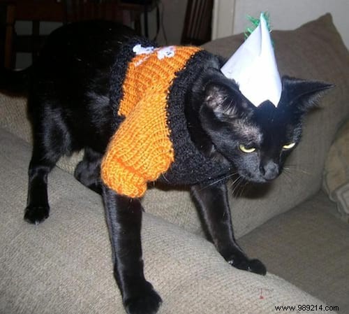 108 Photos of Cats With Their Cute Little Sweaters. 