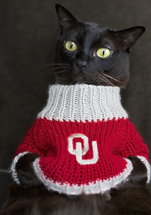 108 Photos of Cats With Their Cute Little Sweaters. 