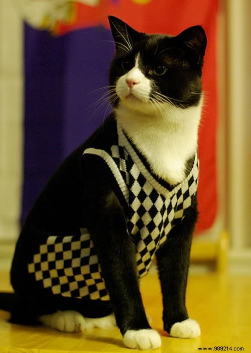 108 Photos of Cats With Their Cute Little Sweaters. 