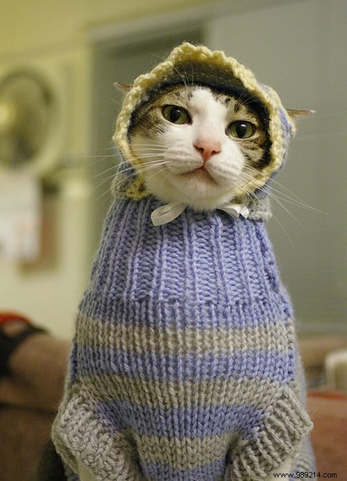 108 Photos of Cats With Their Cute Little Sweaters. 