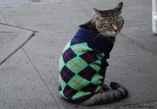 108 Photos of Cats With Their Cute Little Sweaters. 