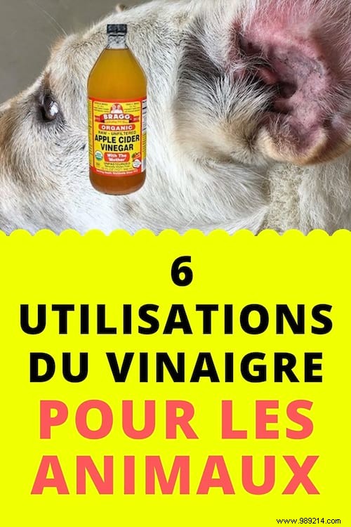 Do you have a Pet? 6 Uses of Vinegar That Will Simplify Life! 