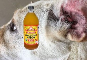 Do you have a Pet? 6 Uses of Vinegar That Will Simplify Life! 