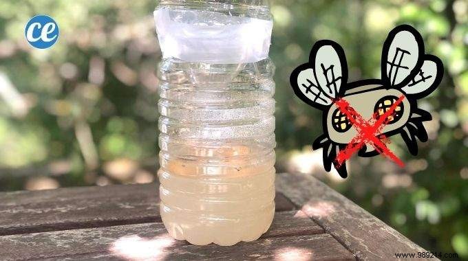 How to Make an Effective Fly Trap With a Plastic Bottle. 