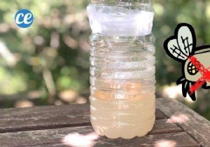 How to Make an Effective Fly Trap With a Plastic Bottle. 