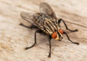 7 Quick &Natural Tips To Rid Your Home Of Flies. 