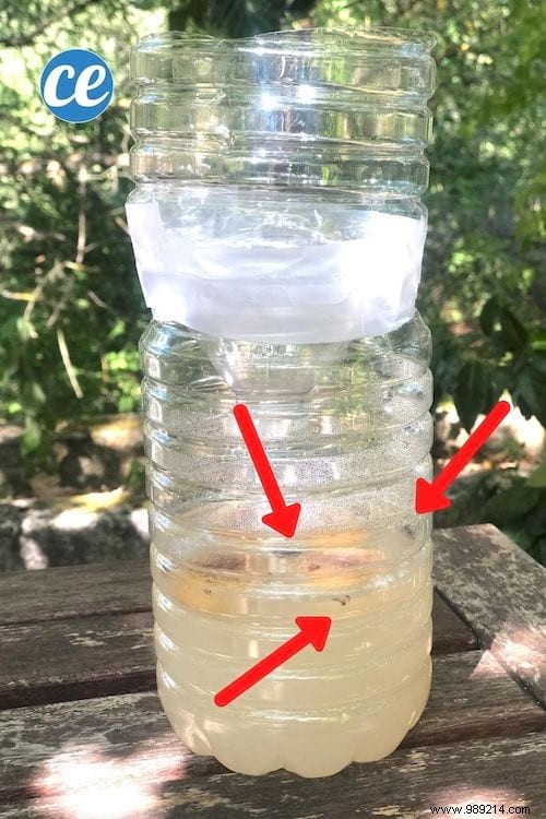 How to Make an Effective Fly Trap With a Plastic Bottle. 