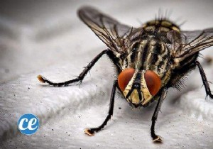 Flies:5 Radical Tips To GET RID OF Them. 