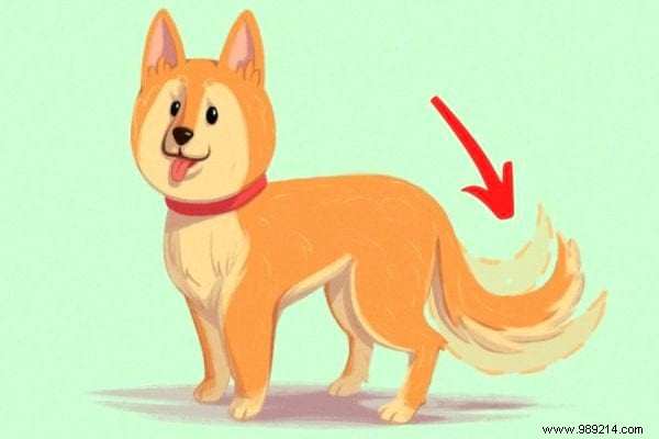 16 Tips For Anyone Who Wants To Better Understand Their Dog. 