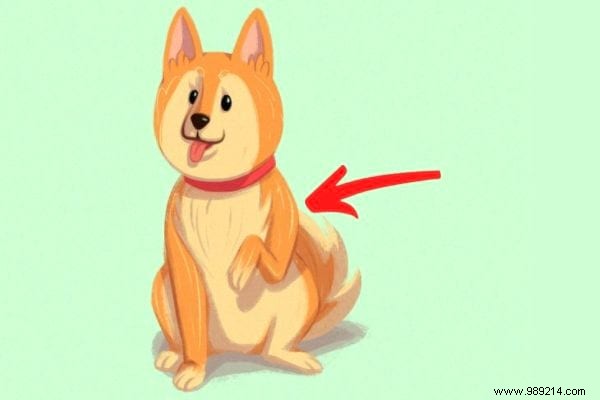 16 Tips For Anyone Who Wants To Better Understand Their Dog. 