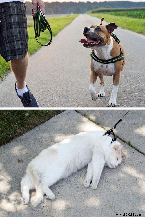 13 Photos That Prove That Cats and Dogs Come From 2 Different Worlds. 