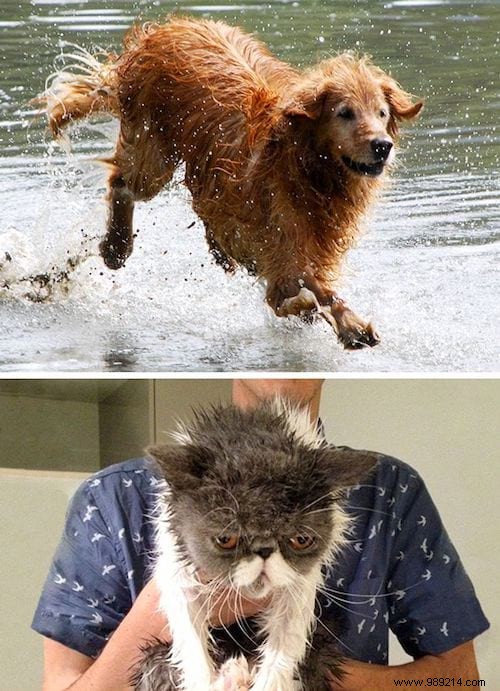 13 Photos That Prove That Cats and Dogs Come From 2 Different Worlds. 