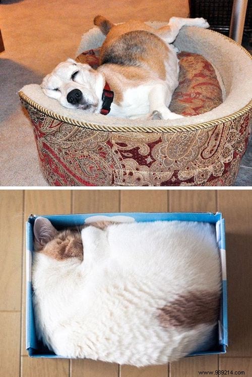 13 Photos That Prove That Cats and Dogs Come From 2 Different Worlds. 