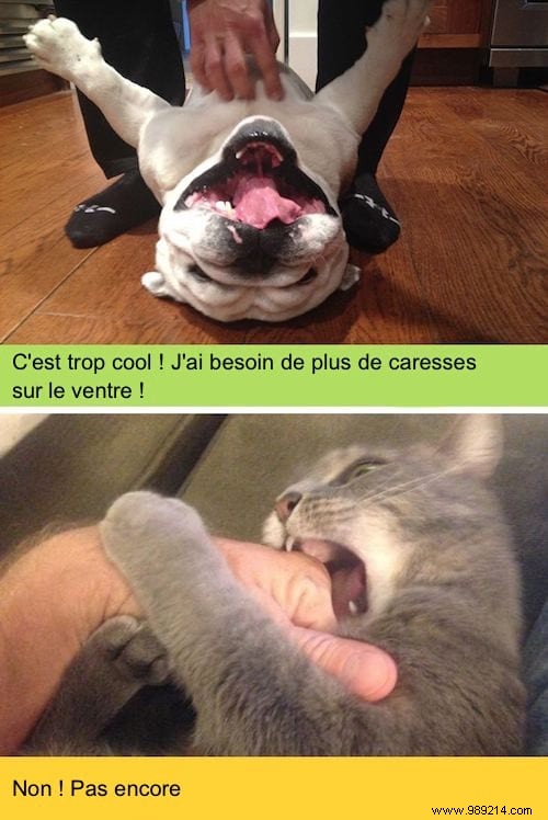 13 Photos That Prove That Cats and Dogs Come From 2 Different Worlds. 