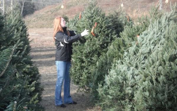 2 Tips to Make Your Christmas Tree Last Longer. 