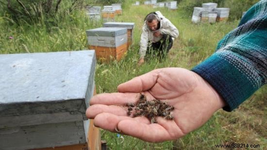 Monsanto Wants To Genetically Modify Bees To Make Them Resistant To Its Pesticides. 