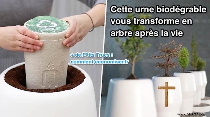 This Biodegradable Urn Turns You Into A Tree After Life. 