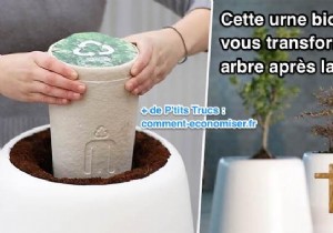 This Biodegradable Urn Turns You Into A Tree After Life. 