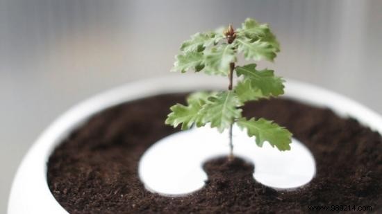 This Biodegradable Urn Turns You Into A Tree After Life. 